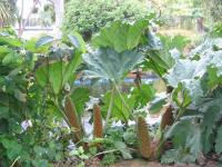 Albums/20060200-New Zealand 2006/20060202-Christchurch - Mona Vale/11